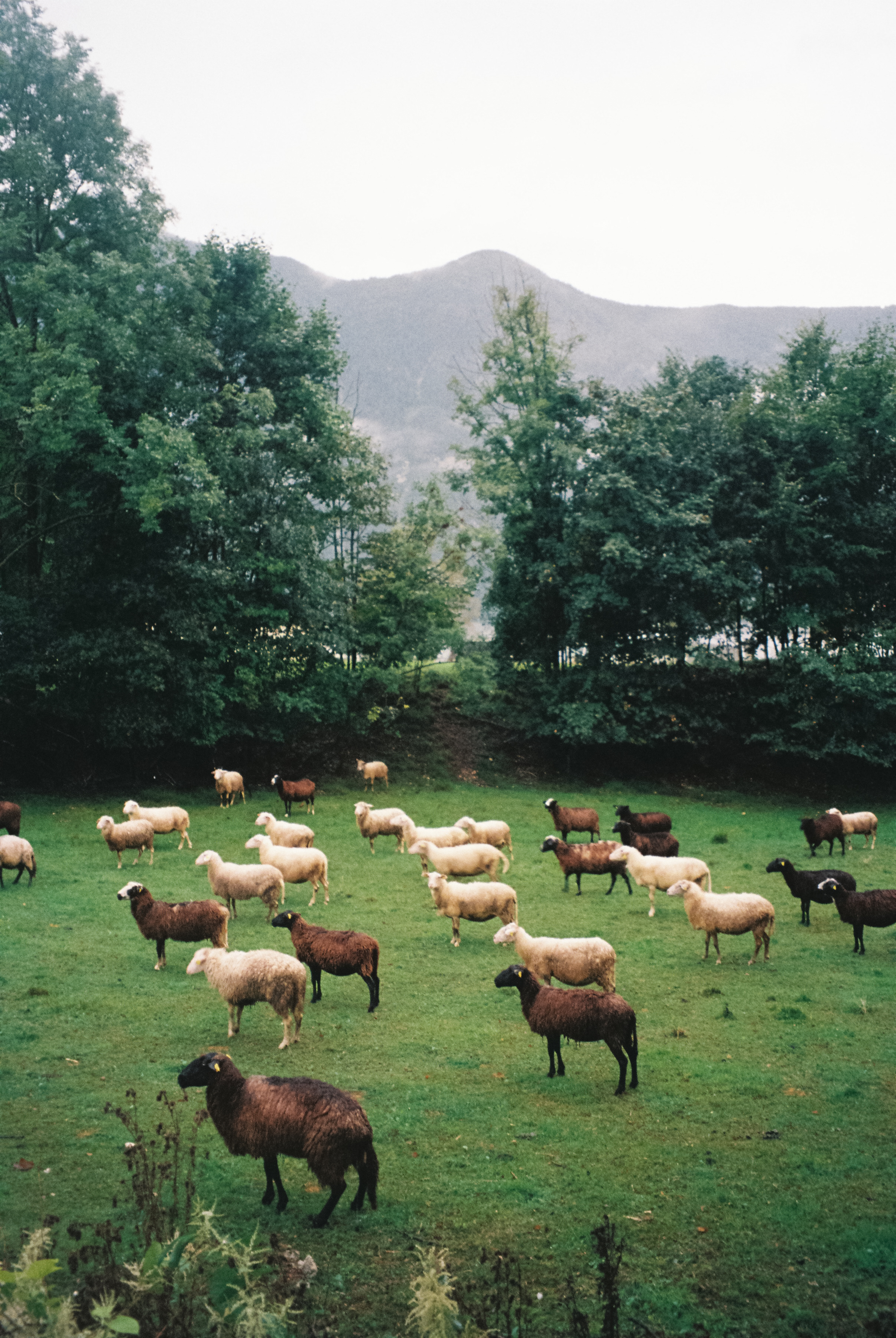 3118 – 2025.09.23 –  – Kodak Ultramax 400 -12